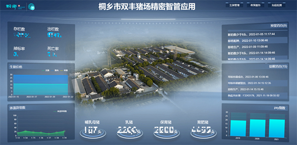 “二师兄”戴上智能耳标，桐乡生猪产业步入数字化发展跑道